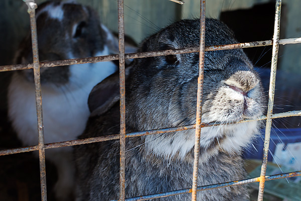Кролики на ферме в Васильках